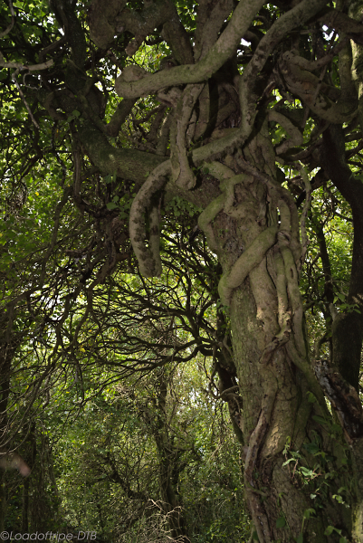 English Ivy.