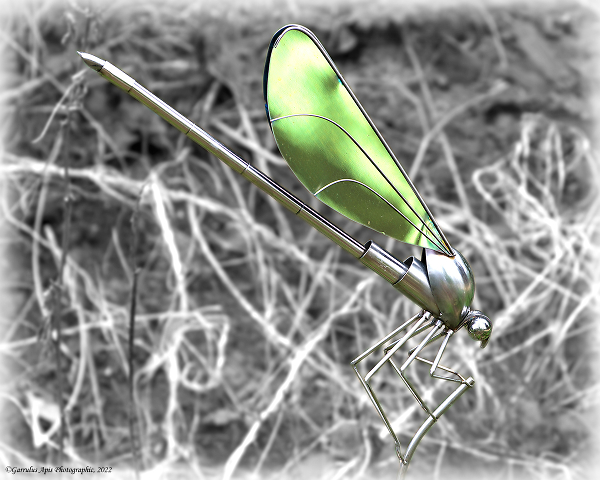 Green-winged Crucible Damselfly