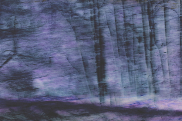 Hurricane Blasted Woods