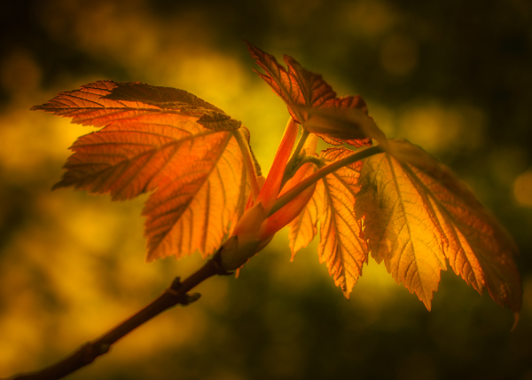 In the Shade.
