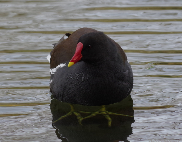 Moorhen