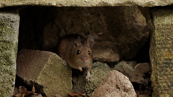 Mouse with a problem ....