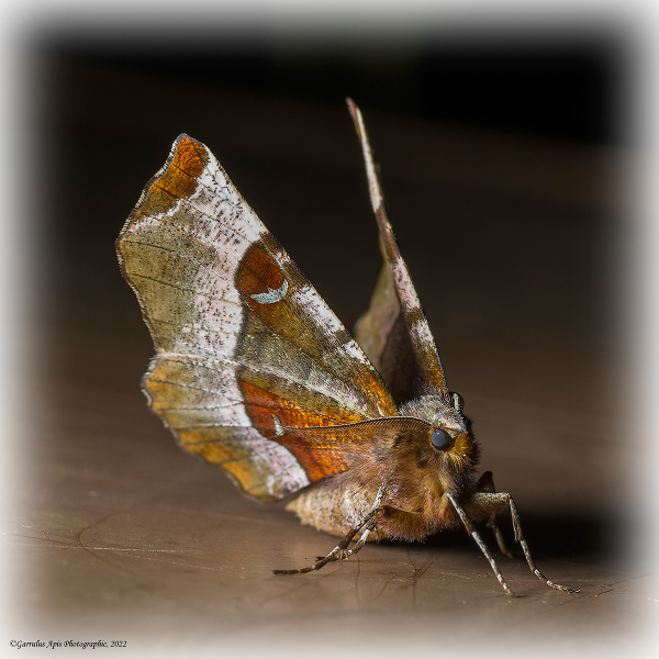 Purple Thorn Moth (Selenia tetralunaria)