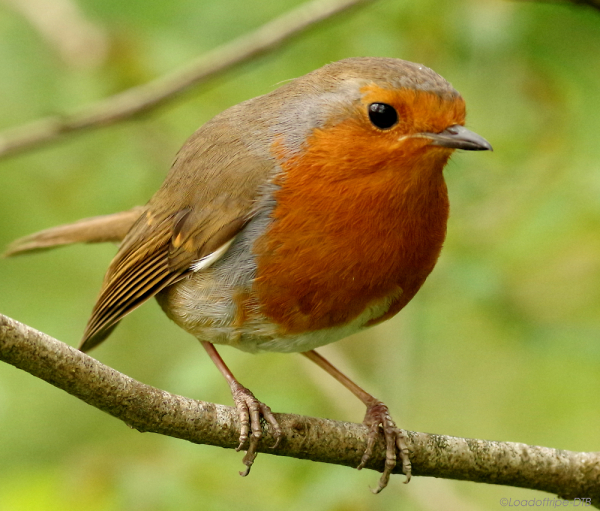Robin