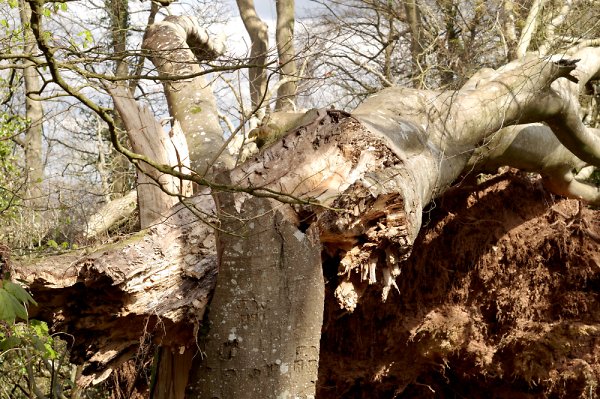 Storm Damage.
