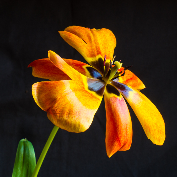 The Inverted Tulip.