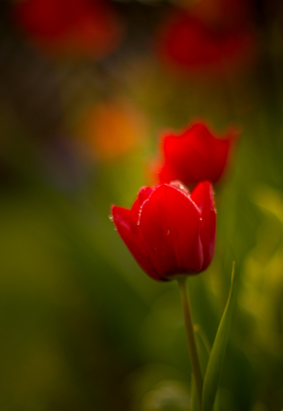 Tulips in the Evening-Sun. 2
