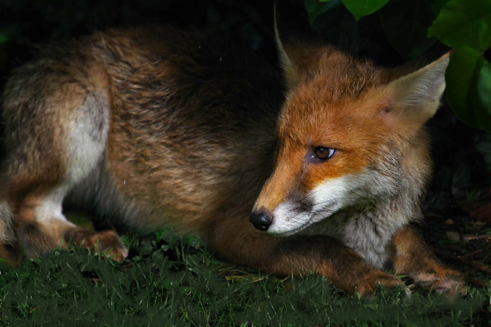 A  fox hiding at Dusk