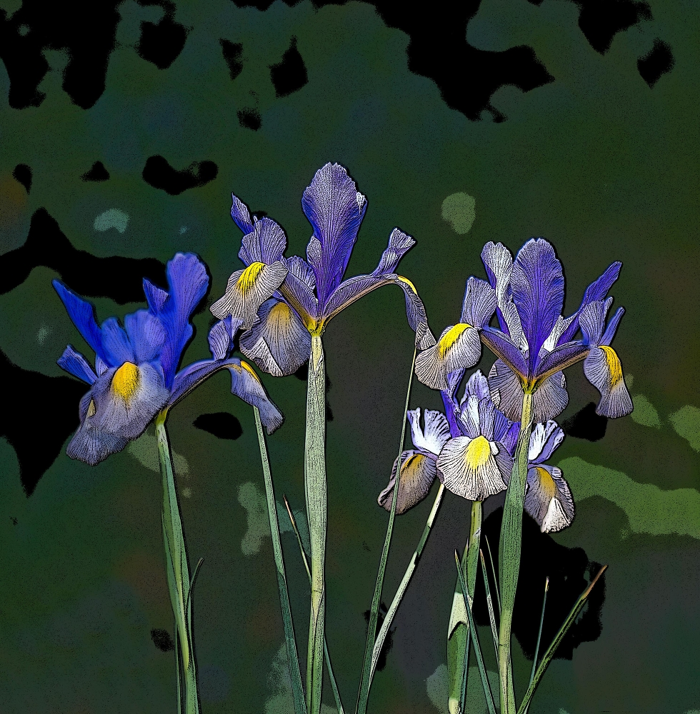 Irises (sort of!)