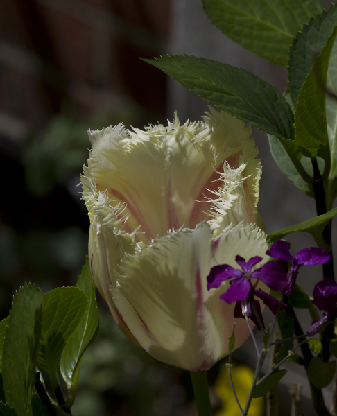 A Frilly Tulip