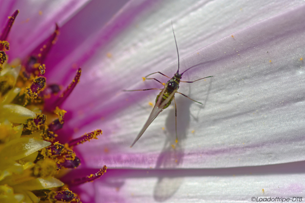 Aphid on an Osteospermum.