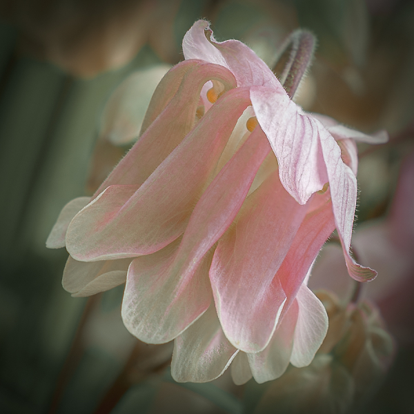 Beauty In The Detail