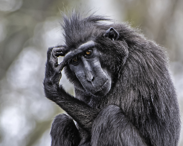 Celebes crested macaque