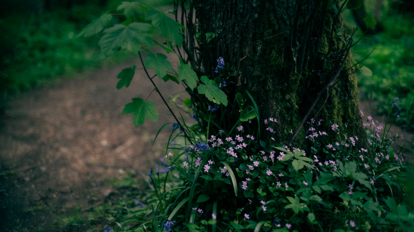 Darkest Woodland