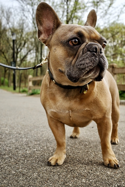 French Bulldogs Portrait