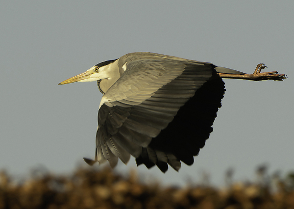 Grey Heron
