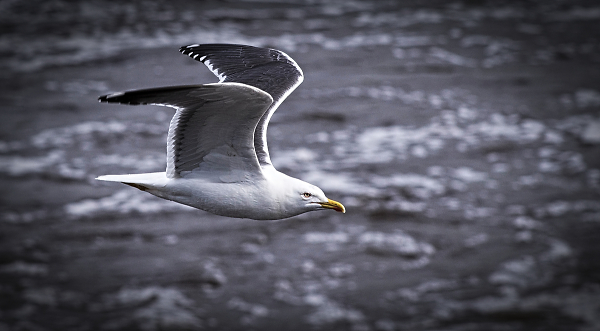 Gull away from me