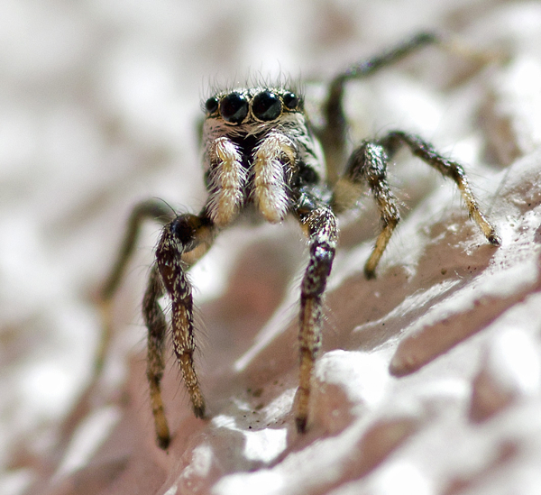Inquisitive Jumper