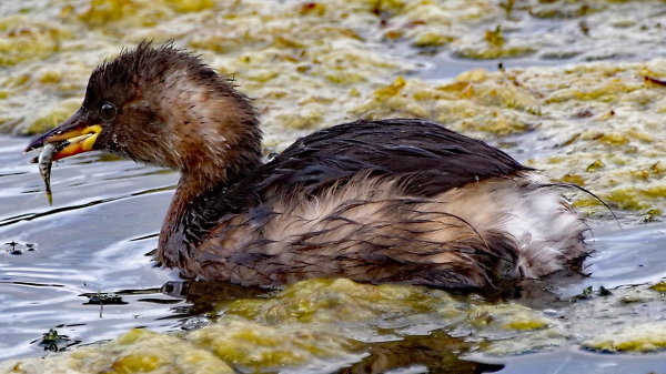 Little Grebe having a Minnow for Breakfast