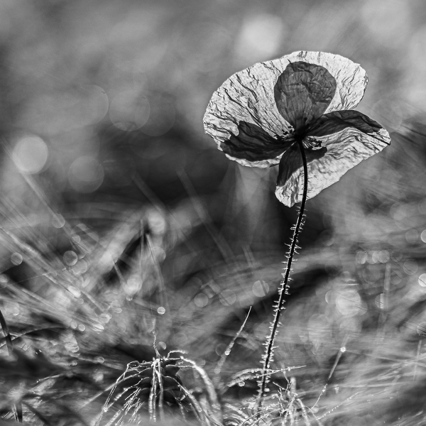 Ombrelle -