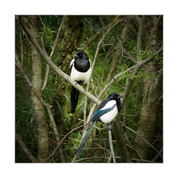One for sorrow two for Joy