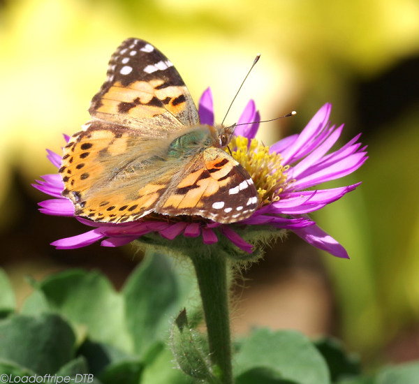 Painted Lady Butterfly (I believe).