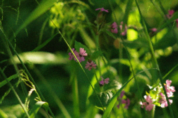 Woodland Undergrowth