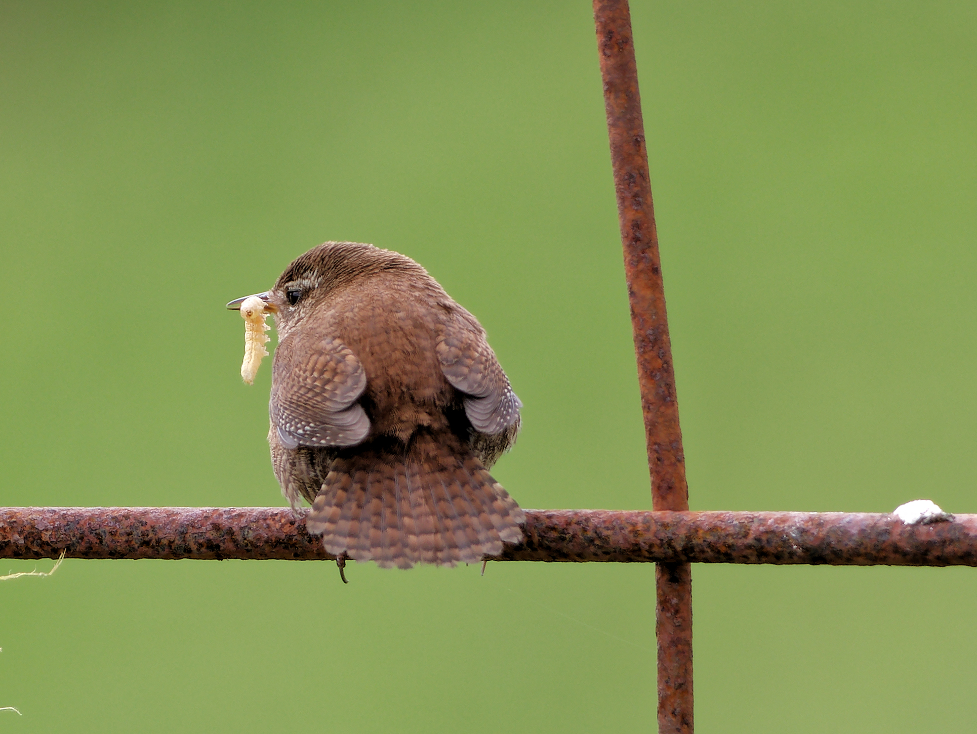 Just a Hungry Wren