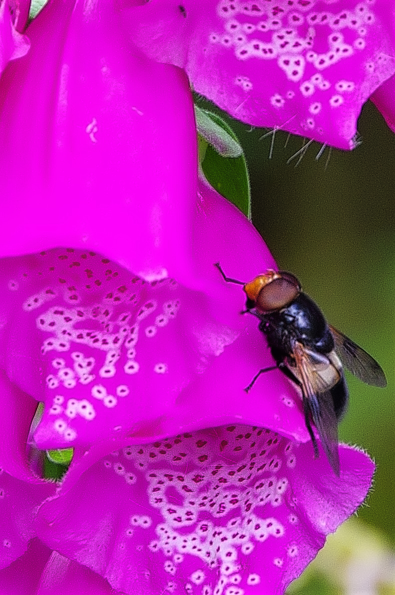 The Foxglove and the Bee