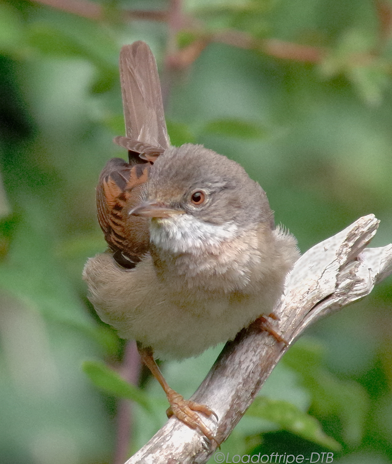 Whitethroat