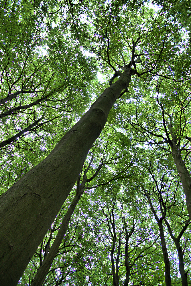 An American Elm