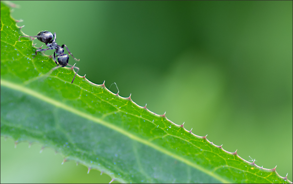 The Metallic Ant