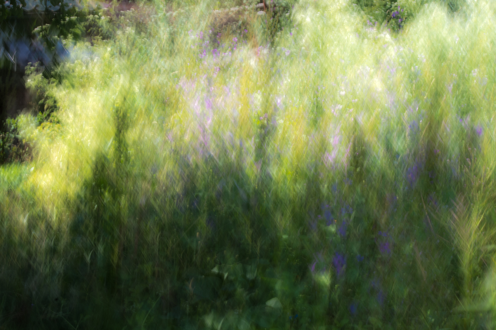 Impression of the wild garden