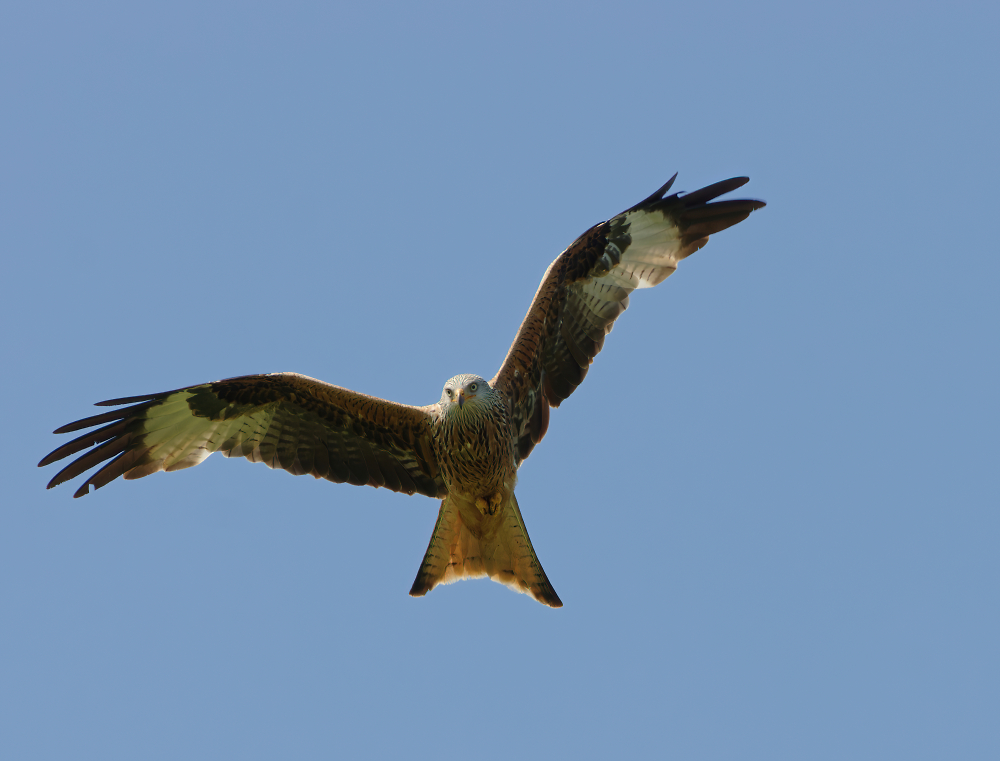 Red Kite in Hampshire