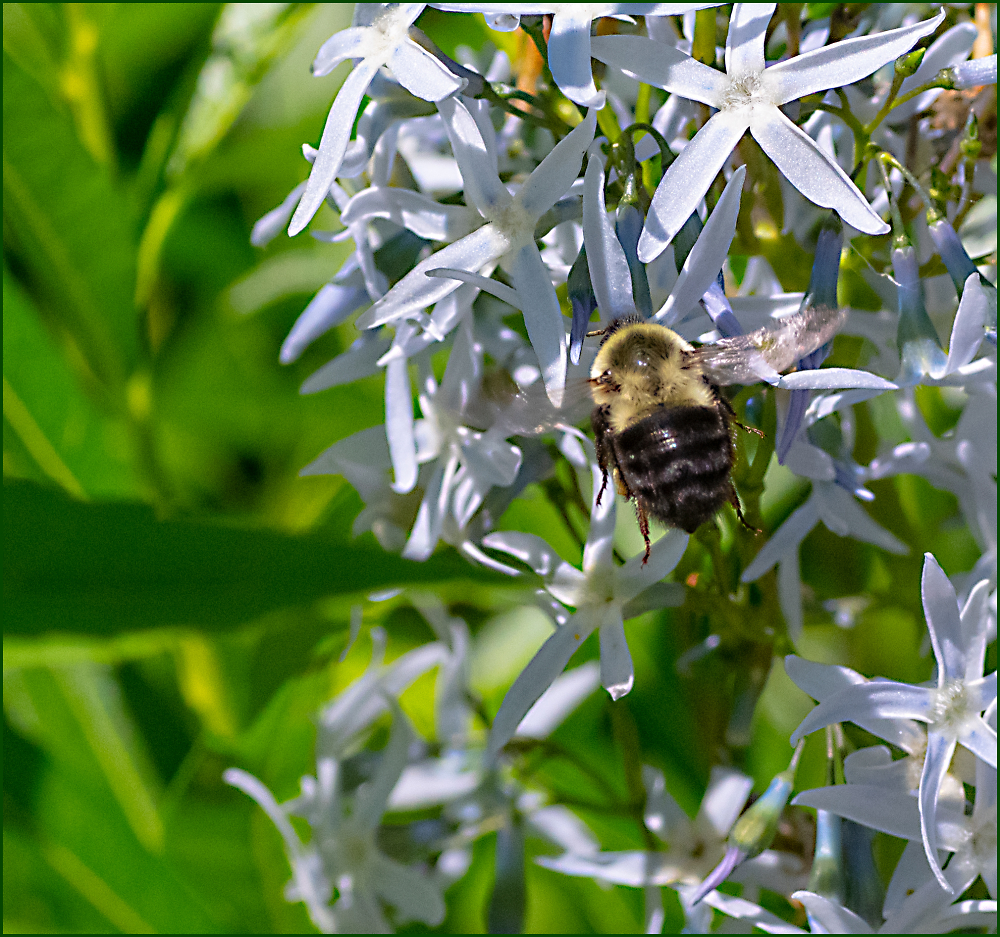 The Bumble (aka Humble) Bee Hovering Near Eastern Bluestar