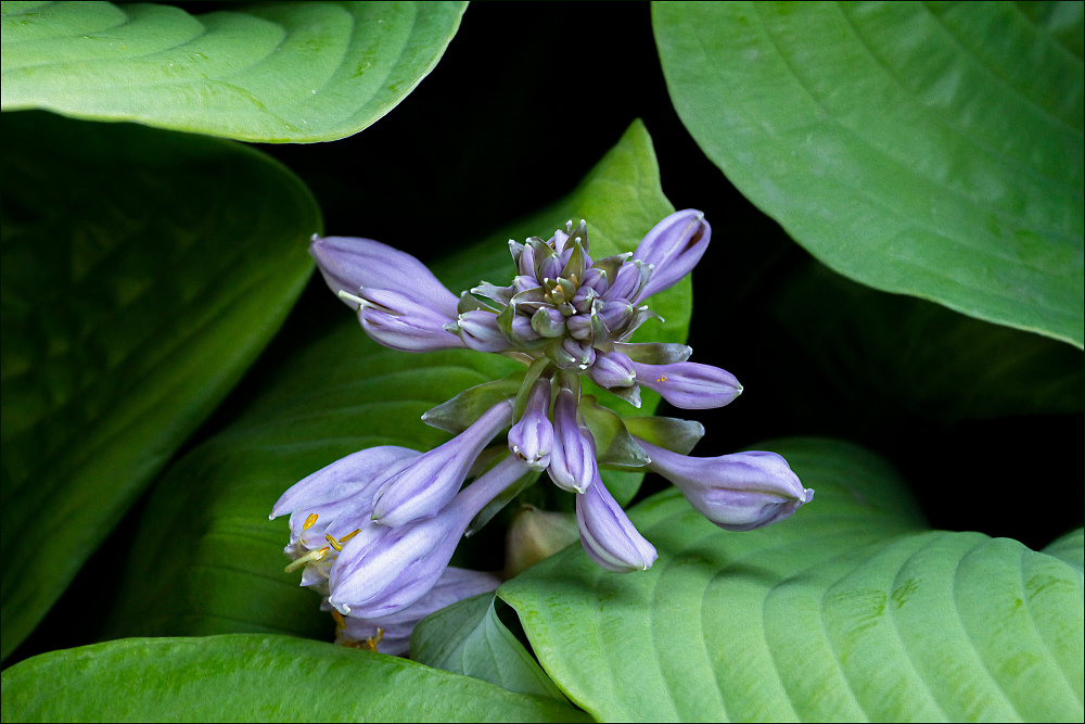 Blue Plantain Lily