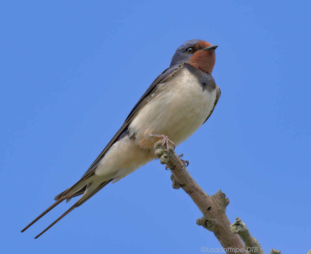 Young Swallow.