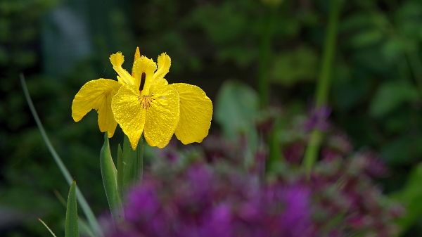 A very wet flag iris.