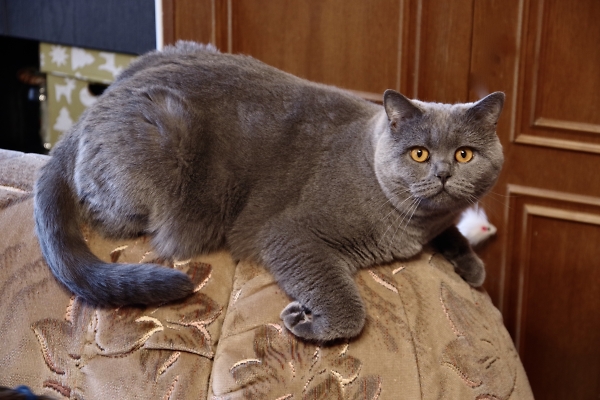 An orange-eyed cat