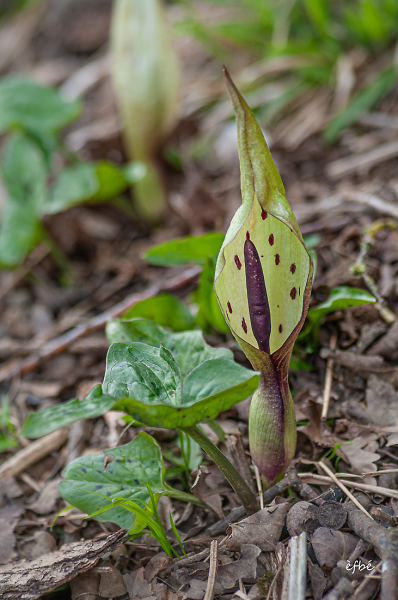 Arum tachet  -  Spotted arum