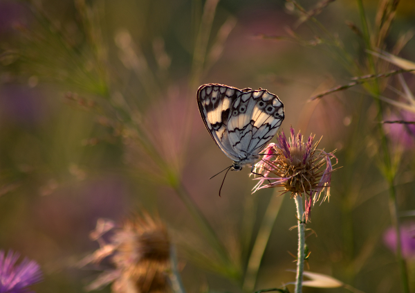 Balkan Marbled White Butterfly in Evening Light