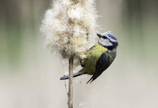 blue tit