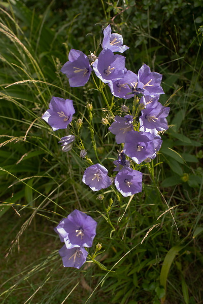 Campanula latiloba