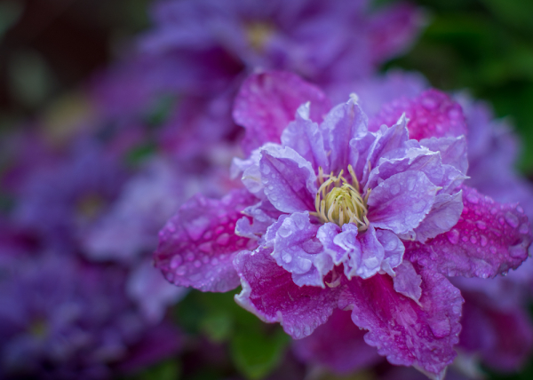 Clematis
