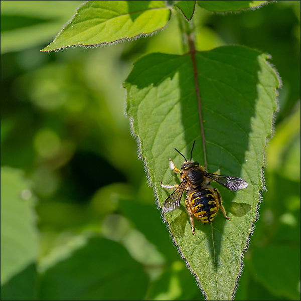 European Wool Carder Bee in Her Go-Go Boots