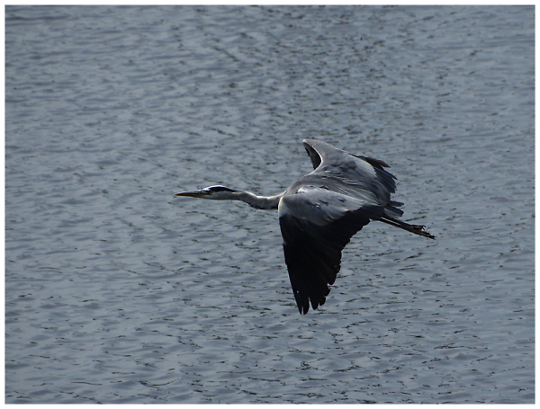 Heron