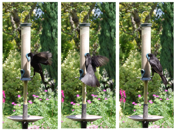 Hovering blackbird
