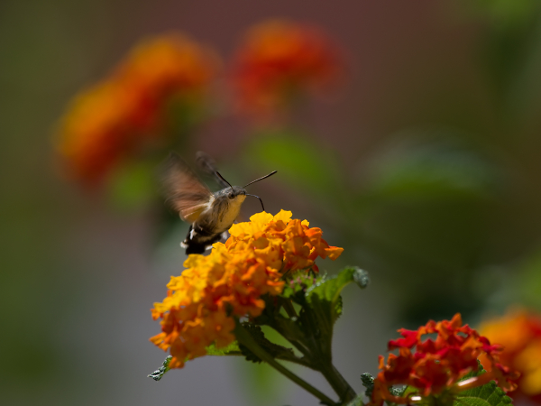 Hummingbird Hawk Moth