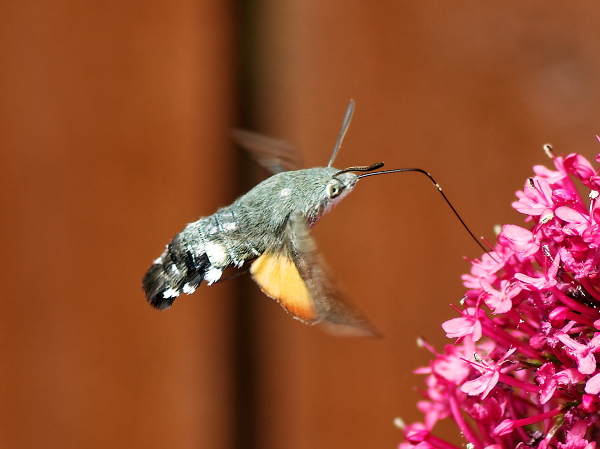 Hummingbird Hawk moth