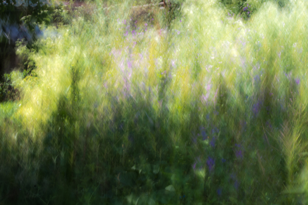 Impression of the wild garden